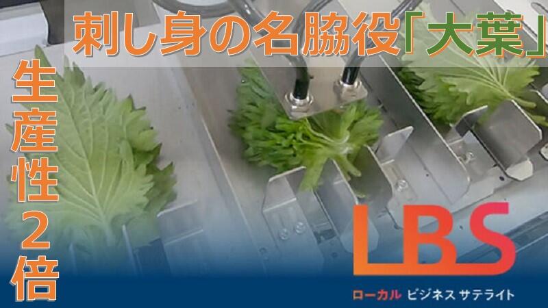 刺し身の名脇役「大葉」の生産性2倍　愛知でAI革新