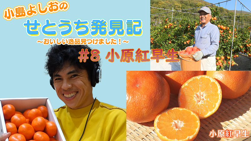 #08「小原紅早生」 小島よしおのせとうち発見記～おいしい逸品見つけました！～