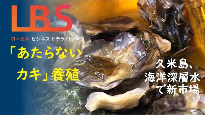 「あたらないカキ」養殖　久米島、海洋深層水で新市場