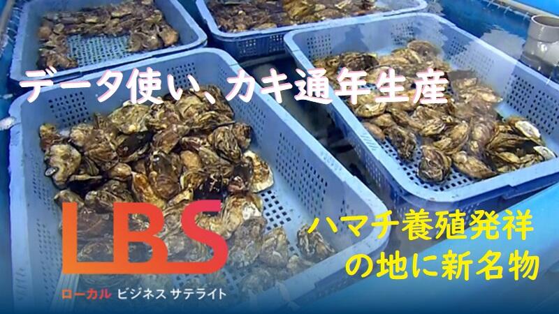 データ使いカキ通年生産　ハマチ養殖発祥の地に新名物
