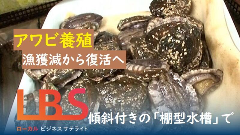 アワビ養殖、漁獲減から復活へ　傾斜付きの「棚型水槽」でコスト抑制
