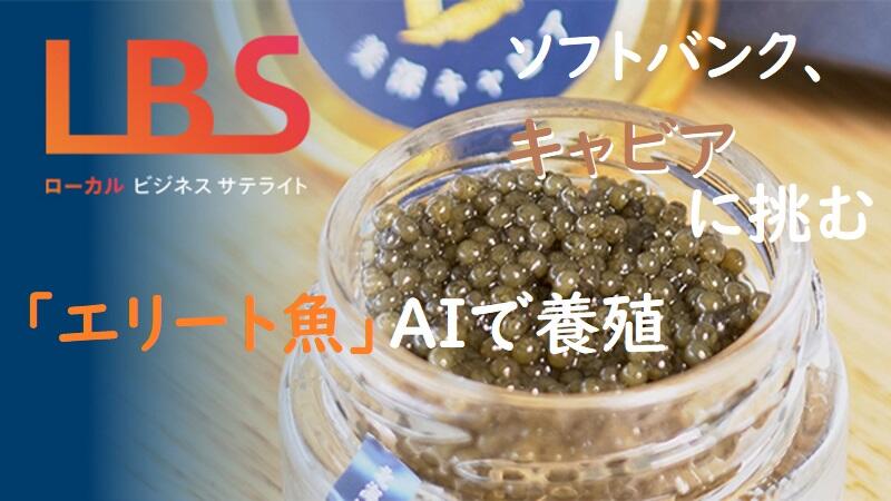 ソフトバンク、キャビアに挑む　「エリート魚」AIで養殖