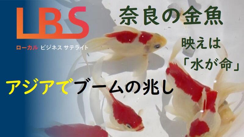 アジアでブームの兆し　奈良の金魚、映えは「水が命」