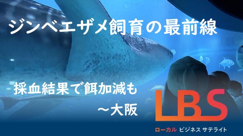 ジンベエザメ飼育の最前線、採血結果で餌加減も　大阪