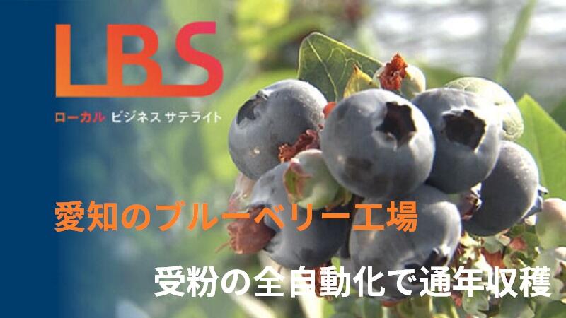 愛知のブルーベリー工場、受粉の全自動化で通年収穫