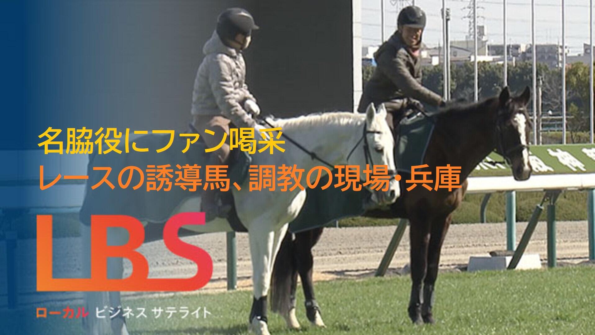名脇役にファン喝采　レースの誘導馬、調教の現場・兵庫